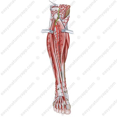 Передняя большеберцовая возвратная артерия (a. recurrens tibialis anterior)